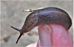 Atoxonoides meridionalis