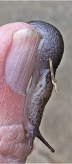 Atoxonoides meridionalis