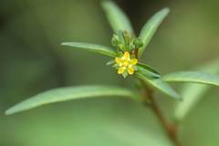 Ludwigia epilobioides
