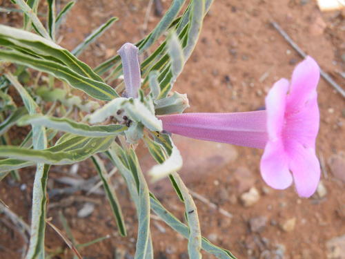Pterodiscus speciosus