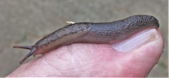 Atoxonoides meridionalis