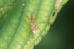 Gorpis brevilineatus