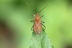 Cutocoris russatus