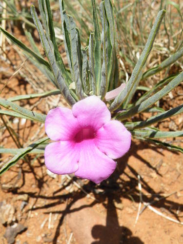 Pterodiscus speciosus
