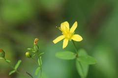 Hypericum erectum