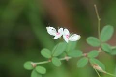 Lespedeza virgata