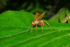 Macromerella honesta