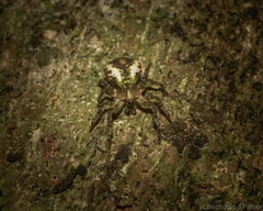 Stephanopis carcinoides