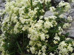Galium anisophyllon