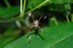 Argiope perforata