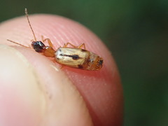 Demetrias imperialis