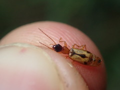 Demetrias imperialis