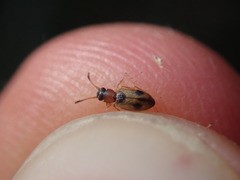 Psammoecus bipunctatus