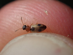 Psammoecus bipunctatus