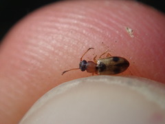 Psammoecus bipunctatus