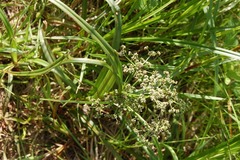 Scirpus hattorianus
