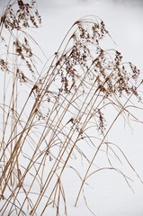 Scirpus pedicellatus