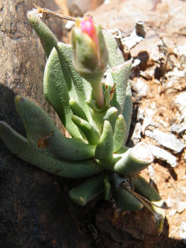 Hereroa wilmaniae L.Bolus 4