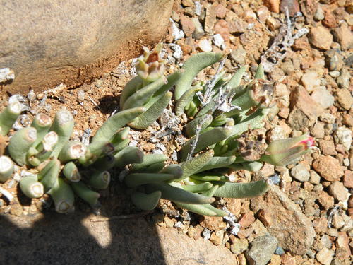 Hereroa wilmaniae, photograph 4