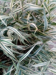 Phalaris arundinacea picta