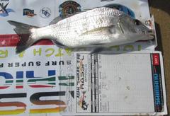 Lithognathus lithognathus