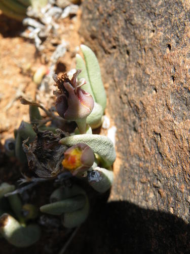 Hereroa wilmaniae, photograph 5