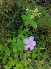 Geranium nodosum