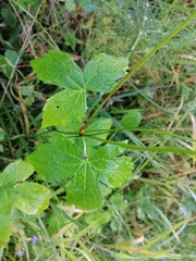 Geranium nodosum