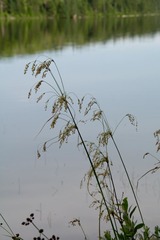 Scirpus pedicellatus
