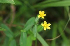 Hypericum erectum
