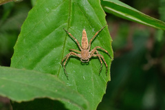 Hamadruas hieroglyphica