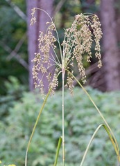 Scirpus pedicellatus