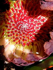 Protea amplexicaulis