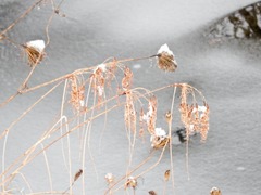 Scirpus pedicellatus