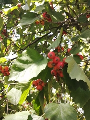 Crataegus