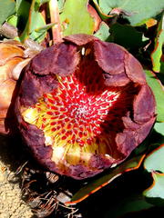 Protea amplexicaulis