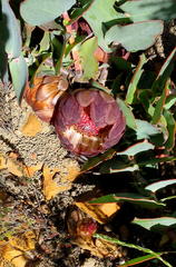 Protea amplexicaulis