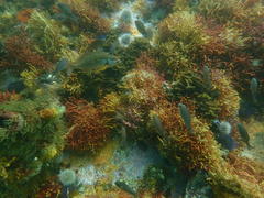 Chirodactylus brachydactylus