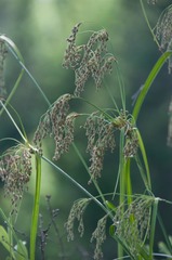 Scirpus pedicellatus