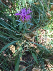Centaurea rhaetica