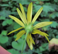 Doronicum macrophyllum