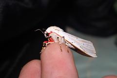 Rhodogastria similis