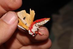 Rhodogastria similis