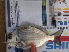 Rhabdosargus holubi