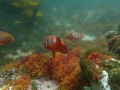 Chrysoblephus laticeps