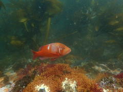 Chrysoblephus laticeps