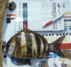 Diplodus hottentotus