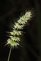 Echinopogon caespitosus