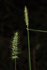 Echinopogon caespitosus