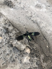 Macrocneme chrysitis